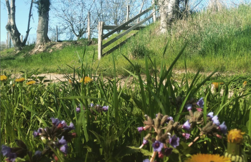 Nature, fleurs et herbe