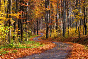 Un chemin forestier