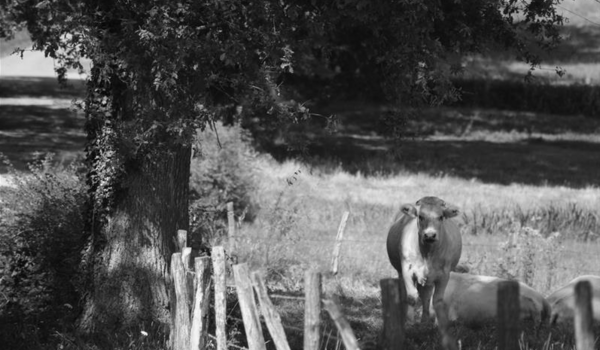 Pré avec vache