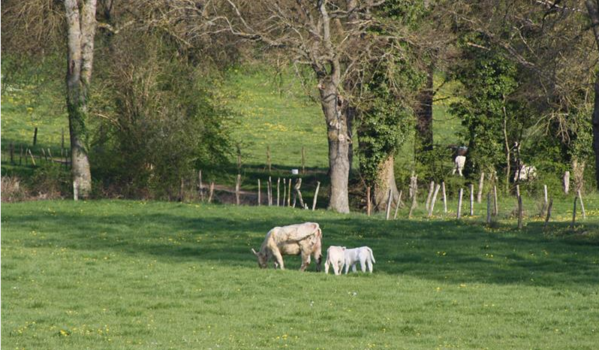 Vaches