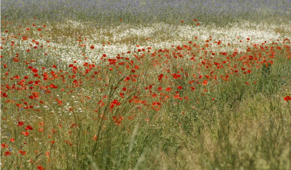 Champ coquelicots